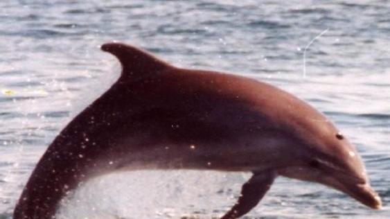 Ecco la bandiera del Santuario dei cetacei
