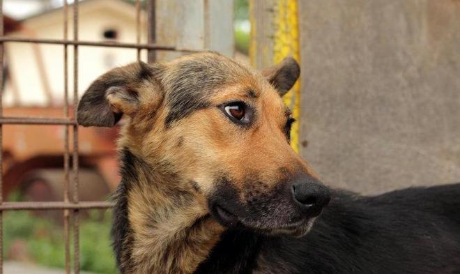 Ha perso 10 cuccioli, ora cerca una casa