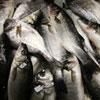 Anche il pesce sui banchi della Coldiretti 