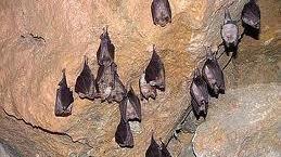 Gli ambientalisti: «Salvate i pipistrelli» 