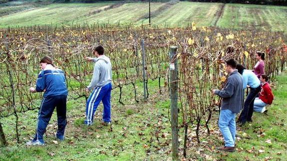 Erbe da raccogliere gratis e a lezione per saperle cucinare