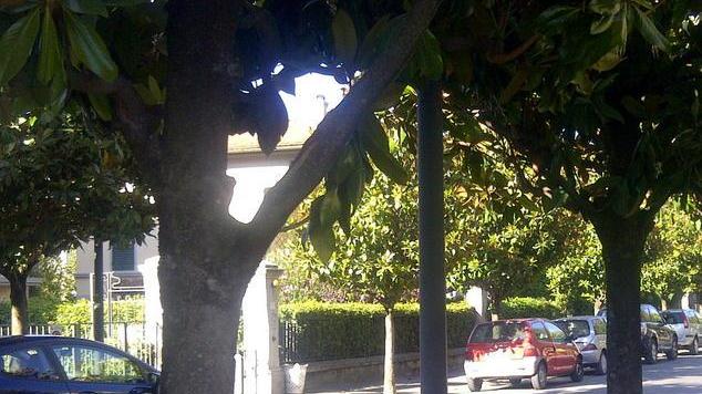 Strada al buio per i lampioni tra le chiome degli alberi