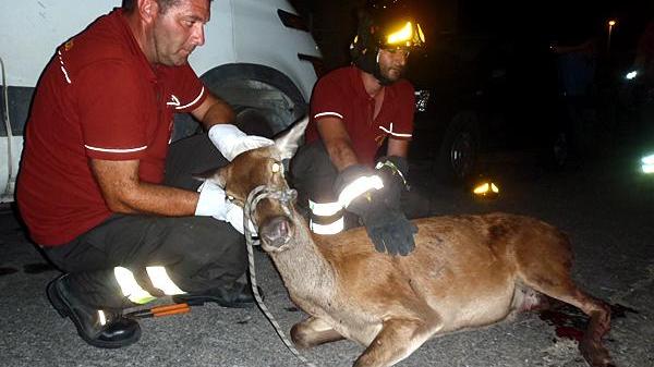 Morta la cerva che era stata ferita dai bracconieri