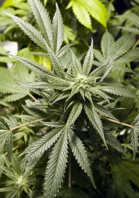 Un chilo e mezzo di marijuana in camera: giovane arrestato 