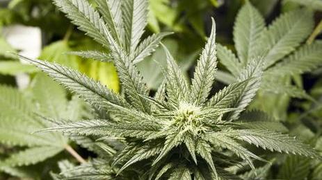 Un chilo e mezzo di marijuana in camera: giovane arrestato