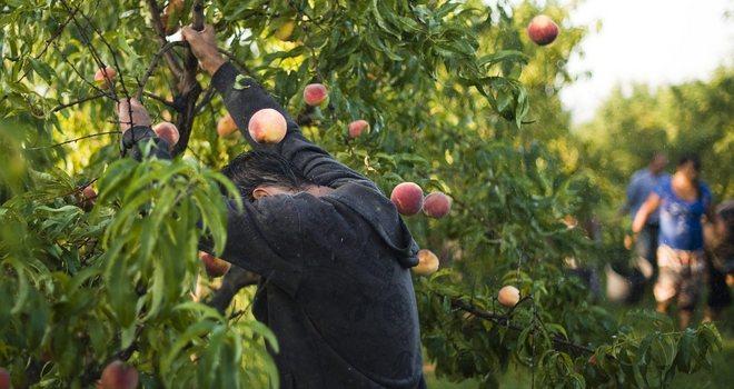 Undici frutti antichi riconosciuti tipici 