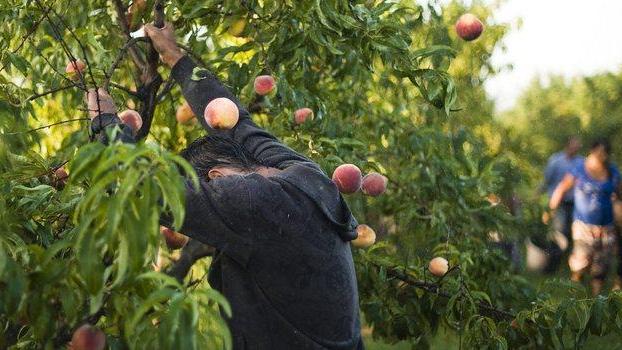 Undici frutti antichi riconosciuti tipici