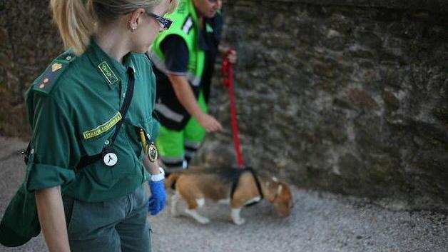 Cani addestrati scoprono i bocconi avvelenati