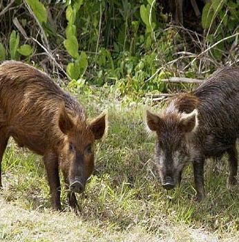 «Troppi cinghiali» i cacciatori aiutano gli agricoltori 