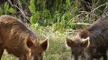 «Troppi cinghiali» i cacciatori aiutano gli agricoltori