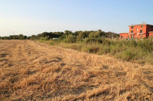 Cane sventrato e con una busta in testa: corriere della droga? 