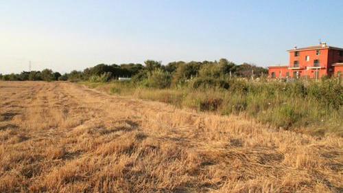 Cane sventrato e con una busta in testa: corriere della droga?