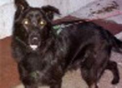Cane s’aggira per strada e fa cambiare la segnaletica 