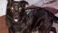 Cane s’aggira per strada e fa cambiare la segnaletica