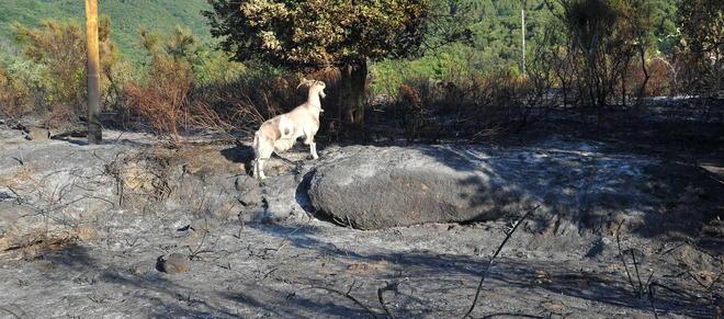Spento nella notte l’incendio che ha minacciato Sant’Ilario 