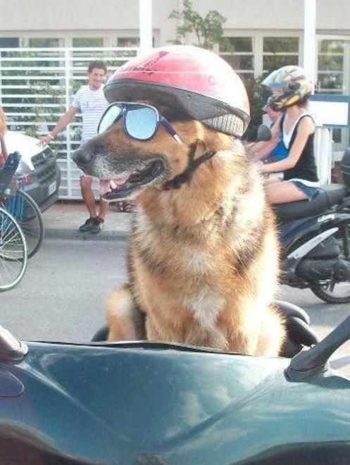 Multato il cane motociclista 