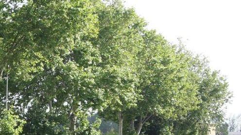 Moto contro l’albero Grave un centauro
