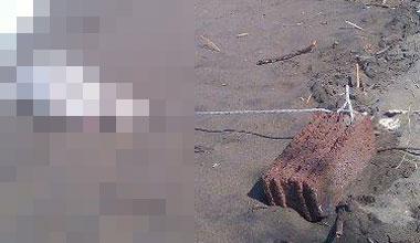 Cane morto sulla spiaggia, al collo una catena legata a un blocco di cemento 