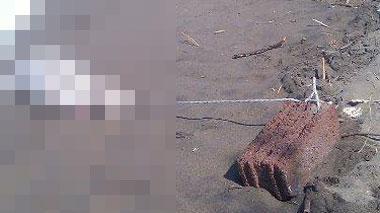 Cane morto sulla spiaggia, al collo una catena legata a un blocco di cemento
