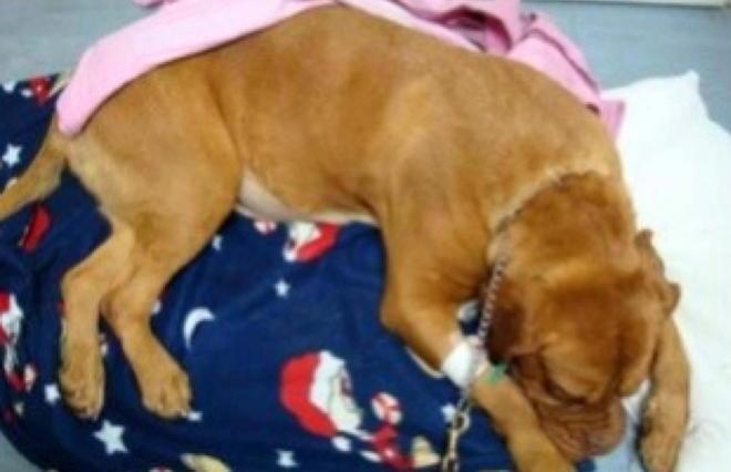 I cani del “metodo colombiano” Imbottiti di droga, poi uccisi 