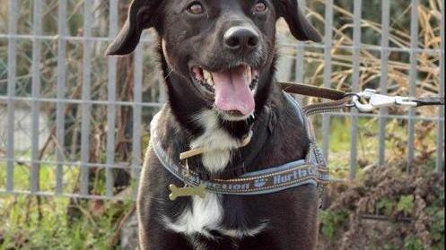 Appello : «Aiutatemi a ritrovare il mio cane Oliver»