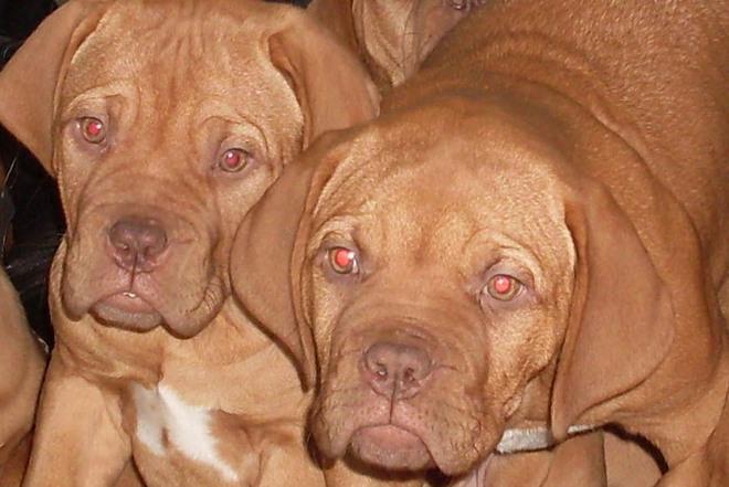 Cani sventrati forse presi all’estero