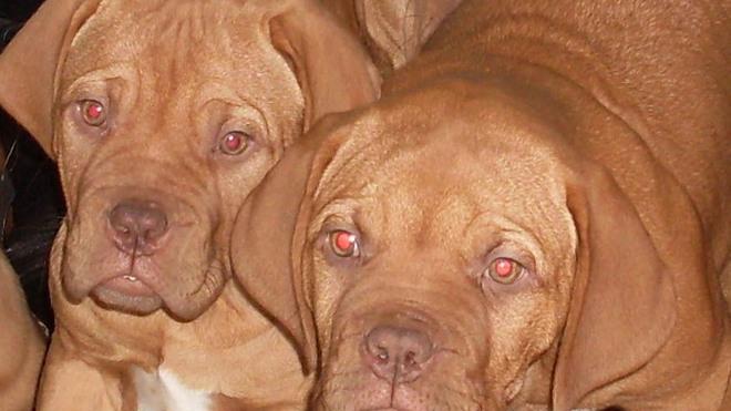 Cani sventrati forse presi all’estero
