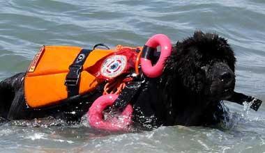 Spiagge più sicure con sette cani bagnini 