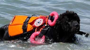Spiagge più sicure con sette cani bagnini
