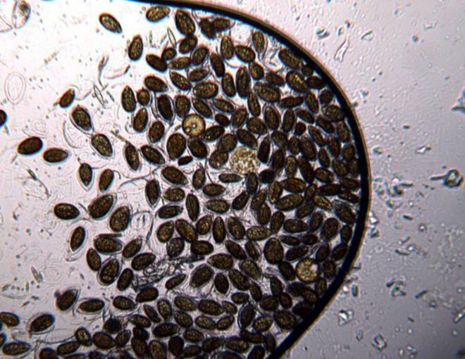 Alga tossica, valori 21 volte oltre il limite 