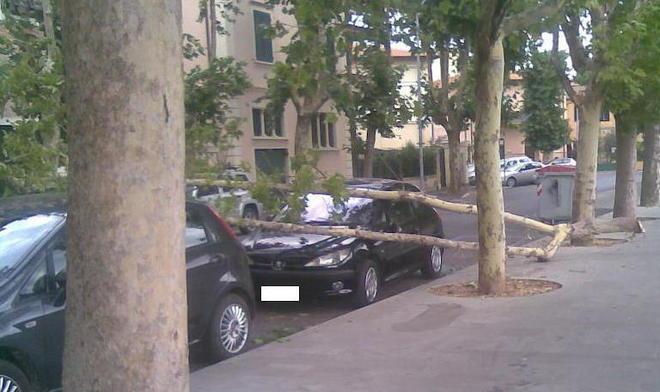 Rami sulle auto, vigili del fuoco al lavoro 