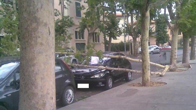 Rami sulle auto, vigili del fuoco al lavoro