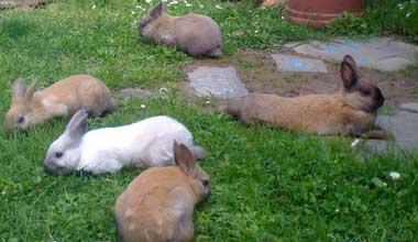 Conigli nani avvelenati «Colpa dei pesticidi» 