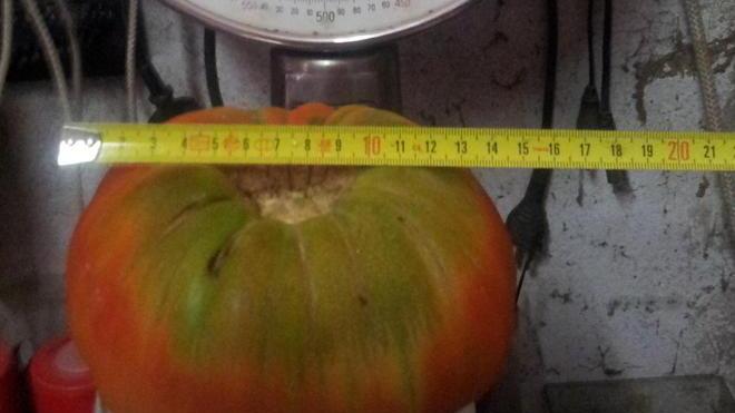 Se il pomodoro pesa un chilo e 290