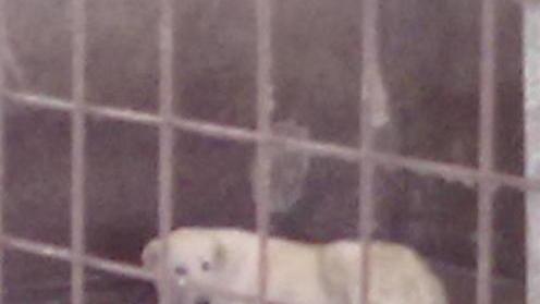 Cani chiusi e maltrattati nella fattoria degli orrori