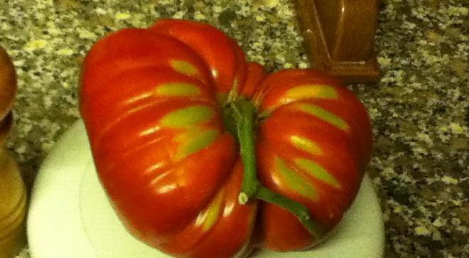 Nell’orto un super pomodoro da un chilo