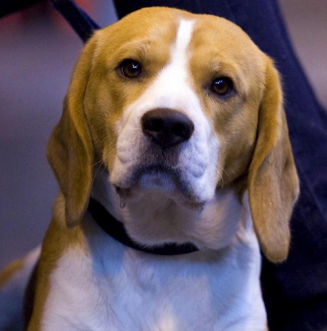 Cane muore in auto: scatta la denuncia per maltrattamenti 
