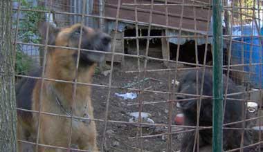 Già denunciato per maltrattamenti sui cani, prende un altro cucciolo 