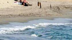 Marina di Carrara, sul litorale l'alga tossica non c'è