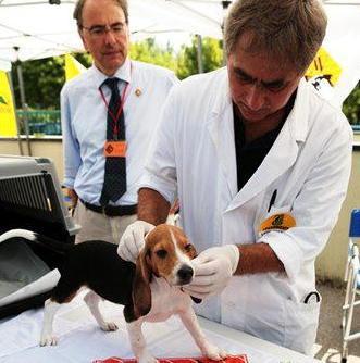«Sto liberando 100 beagle al giorno» 