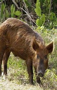 A rischio dinastia di pregiati suini 