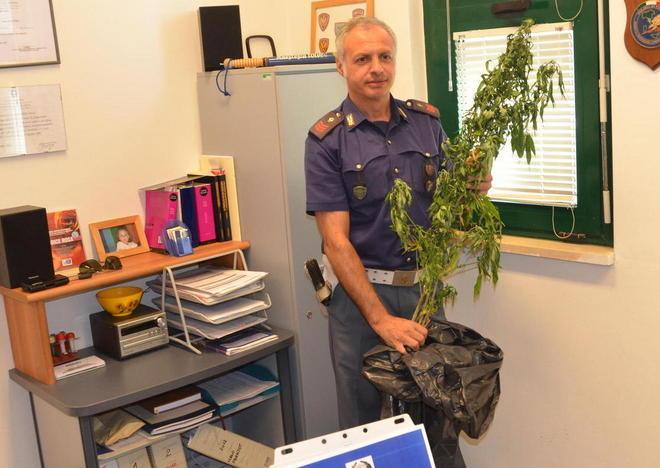 Coltiva marijuana in terrazza In manette 29enne ucraino 