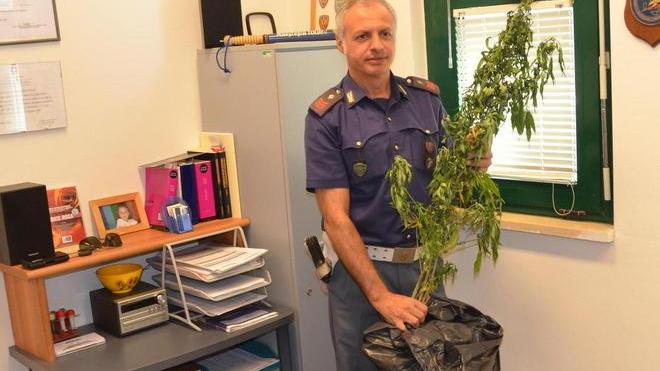 Coltiva marijuana in terrazza In manette 29enne ucraino