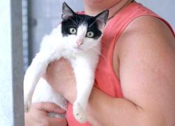 Dalla lotteria i soldi per la sterilizzazione dei gatti randagi 