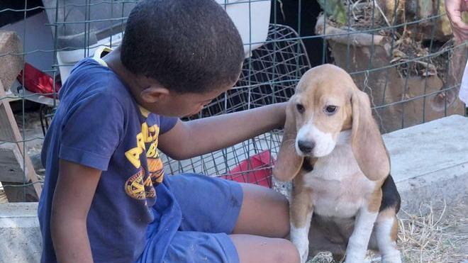 All’Ippoasi sono arrivati i beagle di Green Hill