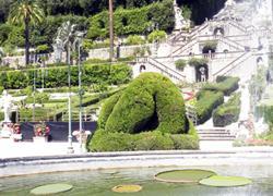 Maxi-ninfea sboccia nella vasca del giardino Garzoni 