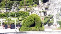 Maxi-ninfea sboccia nella vasca del giardino Garzoni