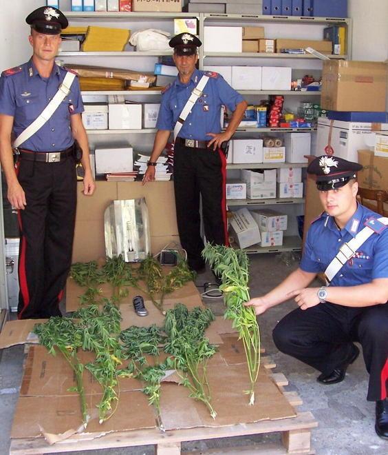 Nell’orto 8 piante di canapa: arrestato giovane rosignanese 