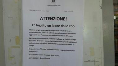 “Fuggito un leone”, volantino semina paura ma la forestale smentisce