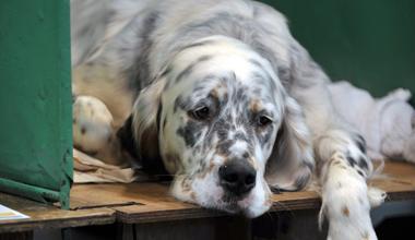 Setter inglese maltrattato, ordinanza al padrone 